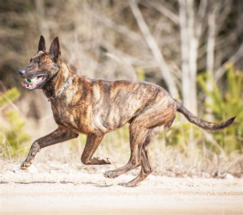 dutch shepherd breeders california|dutch shepherd puppies price.